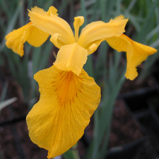 Iris forrestii - Click Image to Close